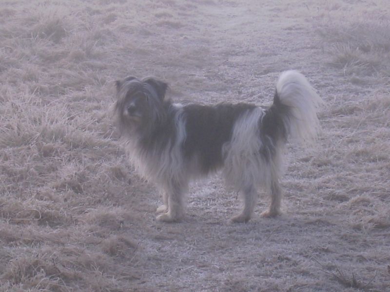 Wool and frost 016