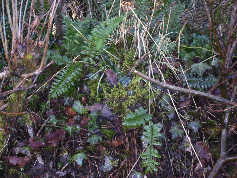 Mid feb 011