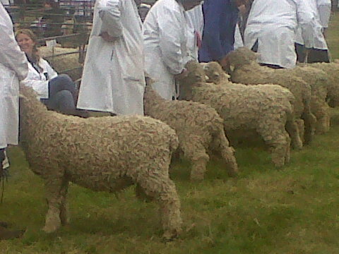 Chagford show 011