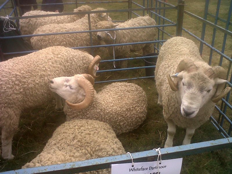 Chagford show 013