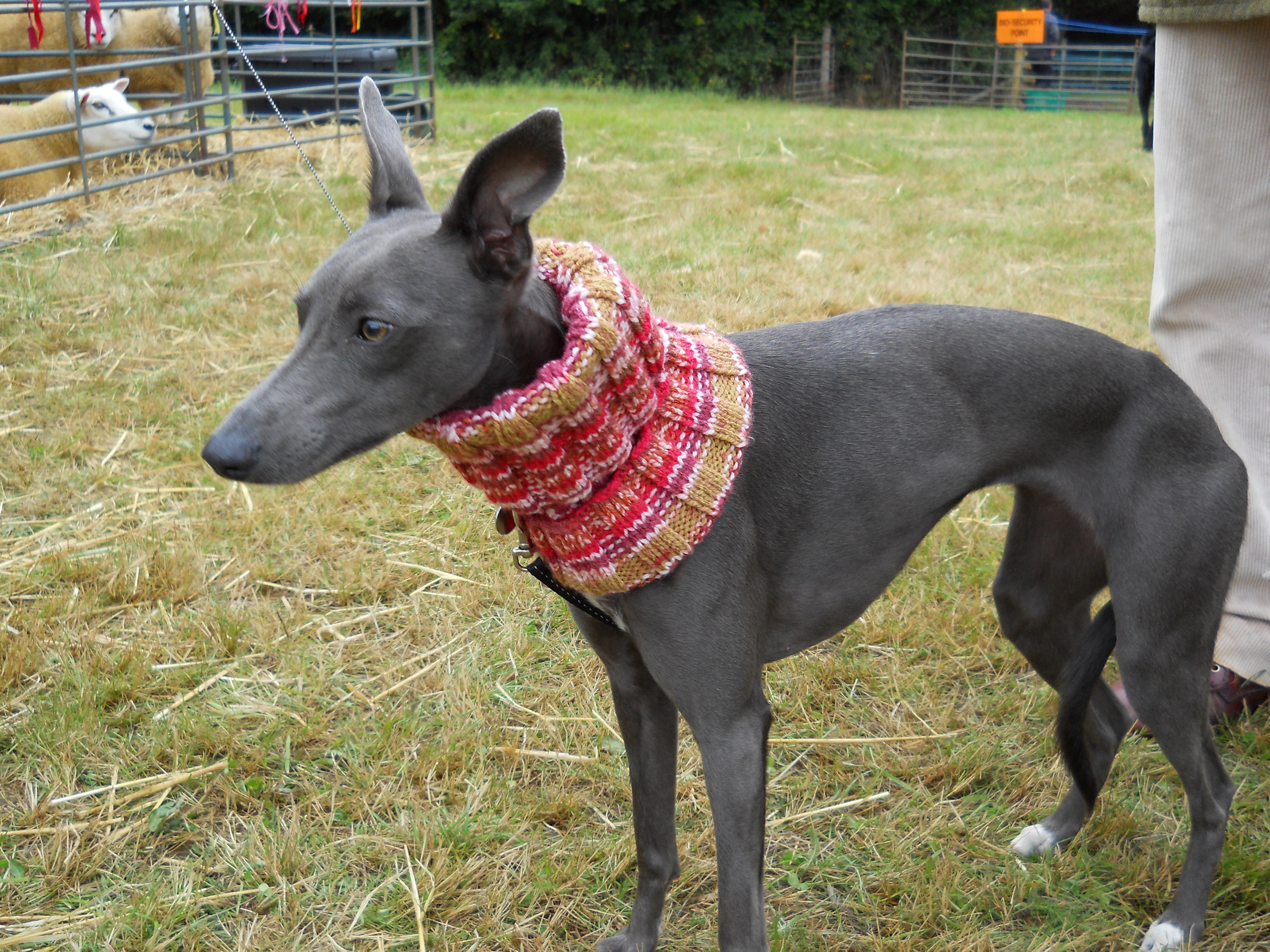 Jennifer saunders hot sale whippet